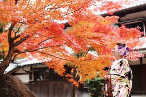 桜のシーズンに続き人気の紅葉シーズン！見惚れるくらいの紅葉との撮影はいかがですか？滋賀県彦根市本町